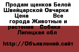 Продам щенков Белой Швейцарской Овчарки  › Цена ­ 20 000 - Все города Животные и растения » Собаки   . Липецкая обл.
